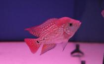 金花羅漢魚怎么養(yǎng)？金花羅漢魚的壽命