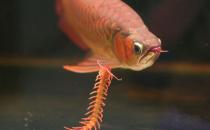 曼龍魚怎么養(yǎng)？曼龍魚如何分辨雌性？