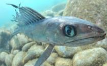 深海龍魚的簡介-深海龍魚吃什么食物？