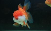 獅子頭金魚怎么養(yǎng)？獅子頭金魚的品種