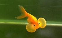 水泡金魚是什么魚？水泡金魚的特征