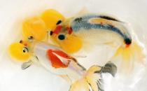 水泡金魚(yú)有什么種類(lèi)？水泡金魚(yú)的特征