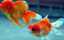 水泡金魚怎么養(yǎng)？水泡金魚的飼養(yǎng)方法