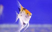 天使魚怎么養(yǎng)？天使魚有什么品種？