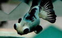 熊貓蝶尾金魚怎么養(yǎng)？熊貓蝶尾金魚的特征