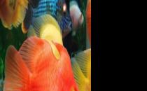 血鸚鵡魚怎么養(yǎng)？血鸚鵡魚的養(yǎng)殖環(huán)境
