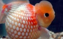 珍珠金魚的簡介-珍珠金魚如何繁殖？