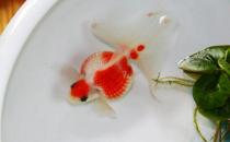 珍珠金魚怎么養(yǎng)？珍珠金魚喂食方法