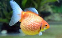珍珠金魚(yú)有哪些品種？珍珠金魚(yú)的種類