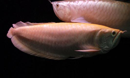 白金龍魚的簡(jiǎn)介-白金龍魚的特征