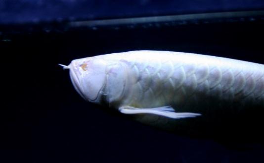 白金龍魚怎么養(yǎng)？白金龍魚的品種