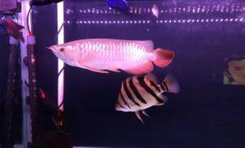 寶石龍魚(yú)怎么養(yǎng)？寶石龍魚(yú)的常見(jiàn)病