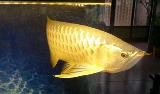 高背寶石龍魚怎么養(yǎng)？高背寶石龍魚魚缸擺放位置