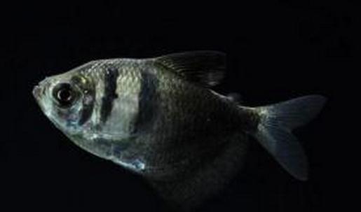 黑裙魚怎么養(yǎng)？黑裙魚的常見病