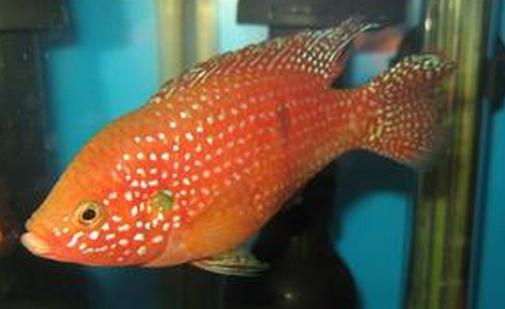 紅寶石魚怎么養(yǎng)？紅寶石魚如何繁殖？