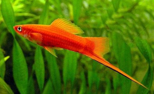 紅劍魚怎么養(yǎng)？紅劍魚的飼養(yǎng)環(huán)境