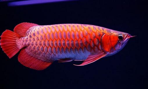 紅辣椒龍魚的簡(jiǎn)介-紅辣椒龍魚的特征