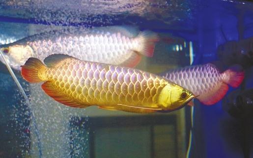 常見(jiàn)的五種龍魚(yú)飼料-紅辣椒龍魚(yú)的特征