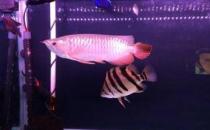 寶石龍魚怎么養(yǎng)？寶石龍魚的常見病