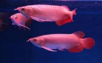 帝王辣椒紅龍魚怎么養(yǎng)？帝王辣椒紅龍魚如何挑選？
