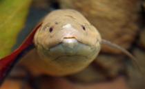 非洲肺魚怎么養(yǎng)？非洲肺魚的生存環(huán)境