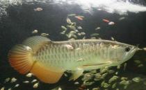 高背寶石龍魚的簡(jiǎn)介-高背寶石龍魚的欣賞價(jià)值