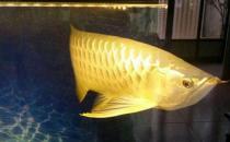 高背寶石龍魚怎么養(yǎng)？高背寶石龍魚魚缸擺放位置