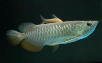 高背金龍魚(yú)怎么養(yǎng)？高背金龍魚(yú)的特點(diǎn)
