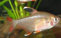 黑裙魚(yú)的簡(jiǎn)介-黑裙魚(yú)的體型特征