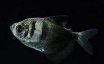 黑裙魚怎么養(yǎng)？黑裙魚的常見病