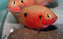 紅寶石魚(yú)的簡(jiǎn)介-紅寶石魚(yú)的品種