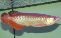 紅尾金龍魚怎么養(yǎng)？紅尾金龍魚的價格
