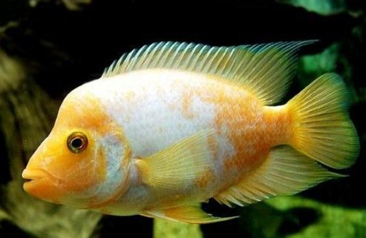 火鶴魚的簡介-火鶴魚的養(yǎng)殖環(huán)境