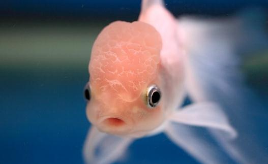 火鶴魚怎么養(yǎng)？火鶴魚的體型特征