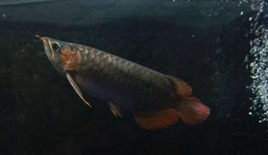 尖嘴青龍魚的品相標(biāo)準(zhǔn)-尖嘴青龍魚怎么養(yǎng)？