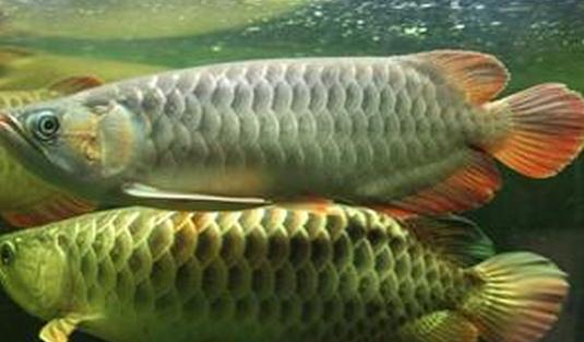 尖嘴青龍魚的生存環(huán)境-尖嘴青龍魚的是什么？