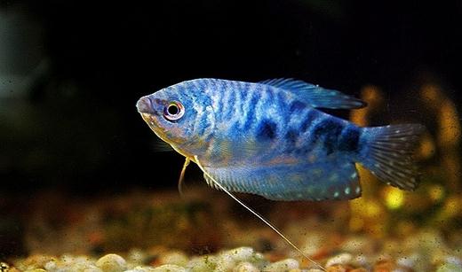 藍(lán)龍魚的生存環(huán)境-藍(lán)龍魚的簡(jiǎn)介
