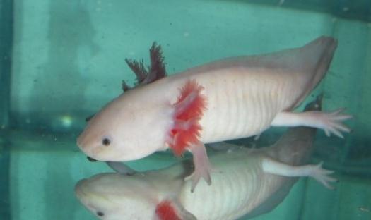 六角龍魚吃什么？六角龍魚怎么養(yǎng)？