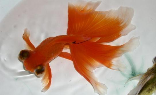 龍睛金魚的挑選標(biāo)準(zhǔn)-龍睛金魚的簡介