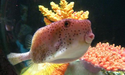 木瓜魚怎么養(yǎng)？木瓜魚的飼養(yǎng)環(huán)境