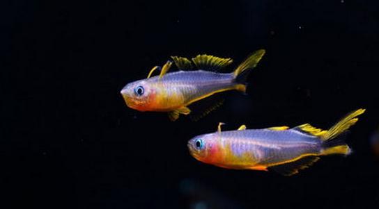 霓虹燕子魚的簡介-霓虹燕子魚如何繁殖？