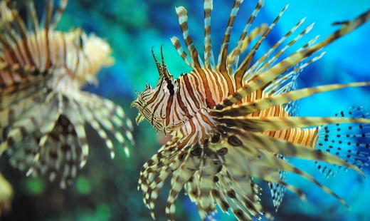 獅子魚怎么養(yǎng)？獅子魚的生存環(huán)境