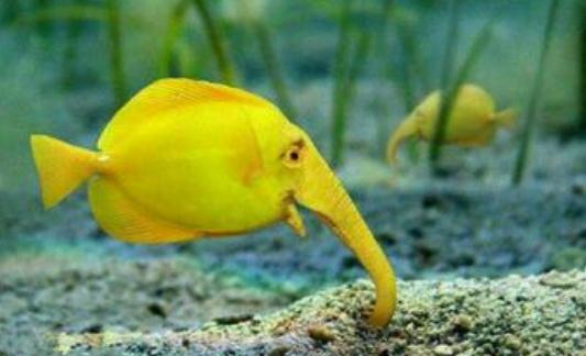 象鼻魚的簡(jiǎn)介-象鼻魚的品種