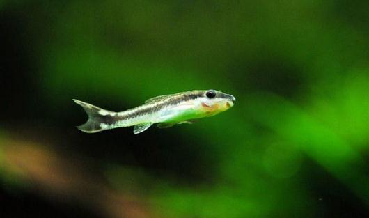 小精靈魚怎么養(yǎng)？小精靈魚的飼養(yǎng)方式
