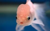 火鶴魚怎么養(yǎng)？火鶴魚的體型特征