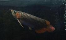 尖嘴青龍魚的品相標(biāo)準(zhǔn)-尖嘴青龍魚怎么養(yǎng)？