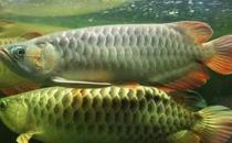 尖嘴青龍魚的生存環(huán)境-尖嘴青龍魚的是什么？
