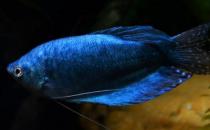 藍(lán)龍魚怎么繁殖？藍(lán)龍魚怎么養(yǎng)？