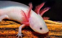 六角恐龍魚吃什么？六角恐龍魚怎么養(yǎng)？