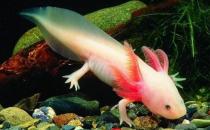 六角恐龍魚的體型特征-六角恐龍魚的簡(jiǎn)介